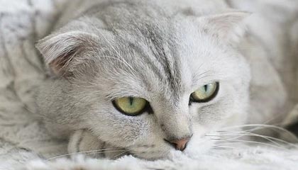 “九游app_ 未来潜力股：联盟新生代的最佳新秀们”，九游全新版